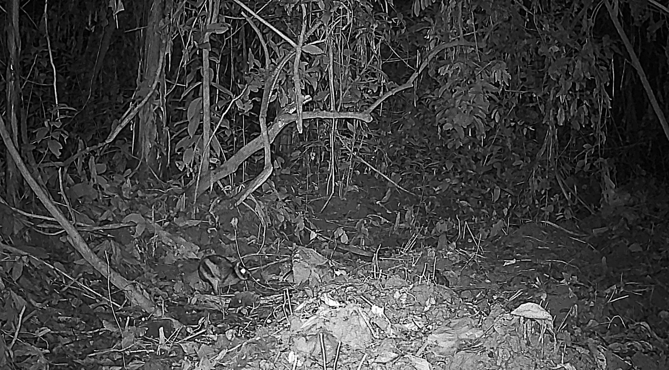 black and white camera trap footage with a small striped rabbit just visible black and white camera trap footage with a small striped rabbit just visible